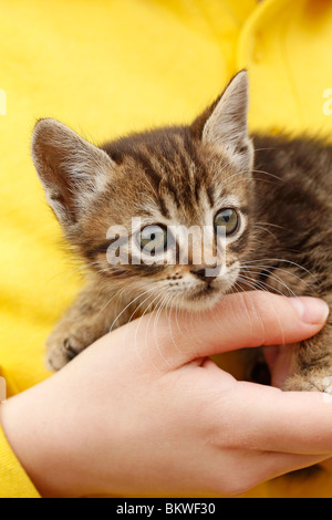 Chaton. Banque D'Images