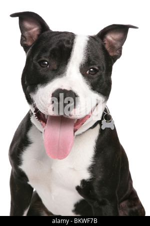 Portrait de chien Staffordshire Bull Terrier cut out Banque D'Images