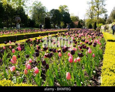 Tulipes au jardin Long, Cliveden House, propriété du National Trust, Bucks, Royaume-Uni Banque D'Images