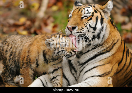 Tigre de Sibérie (Panthera tigris altaica). Toilettage mère cub Banque D'Images