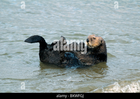 Loutre de mer (Enhydra lutris) au lit de varech Point Lobos State Reserve California USA Banque D'Images