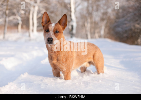 Les jeunes bovins australiens chien snow Banque D'Images