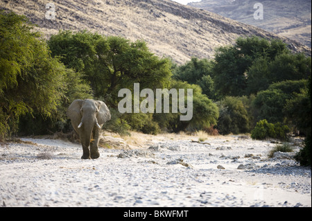 'Desert' adapté de l'Afrique de l'éléphant dans le Hourasib lit de rivière à sec près de Purros, kaokoland, région de Kunene, en Namibie. Banque D'Images