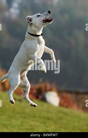 Jack Russell Terrier chien sautant meadow Banque D'Images