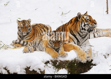 Tigre de Sibérie (Panthera tigris altaica). Mère avec deux jeunes couché dans la neige Banque D'Images