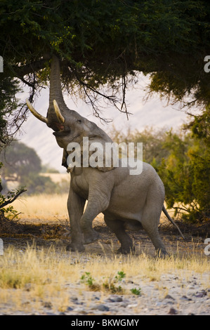 Pour l'éléphant d'atteindre les feuilles en Hourasib la rivière à sec, Kaokoland, la Namibie. Banque D'Images