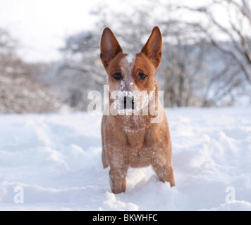 Les jeunes bovins australiens chien snow Banque D'Images