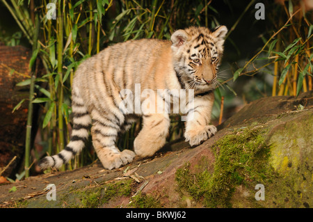 Siberian Tiger Cub walking / Panthera tigris altaica Banque D'Images