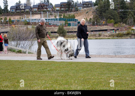 Un couple de personnes âgées à pied leur grand chien dans un parc de la ville Banque D'Images
