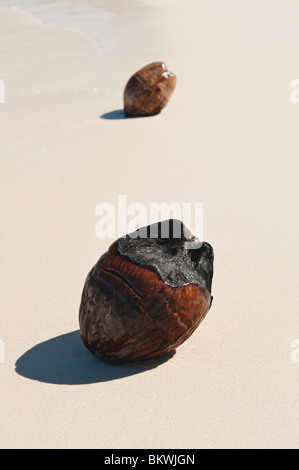 Coco échoués sur la plage de Matira, Bora Bora, Polynésie Française Banque D'Images