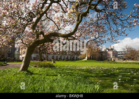 Magnolia arbre en fleurs dans les jardins Forbury dans le centre de Reading, Berkshire, Royaume-Uni Banque D'Images