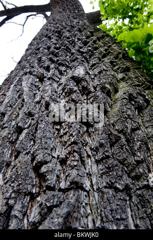 Jardin botanique de l'Université de Cambridge, Cambridge, Angleterre, Royaume-Uni. Écorce de l'arbre de noyer noir (Juglans nigra). Banque D'Images