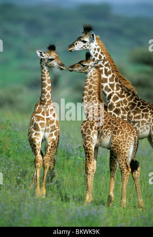 Le Masai Giraffe (Giraffa camelopardalis), groupe familial, le Parc National du Serengeti, Tanzanie. Banque D'Images