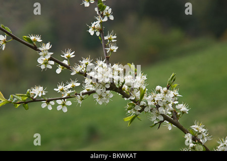 Prunellier (Prunus spinosa) en fleurs Banque D'Images