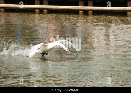 Cygnes viennent pour atterrir sur la Tamise à Abingdon, Oxfordshire, UK Banque D'Images