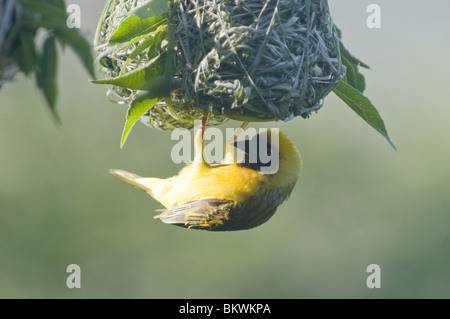 Masked weaver et nid, la Namibie, l'Afrique. Banque D'Images