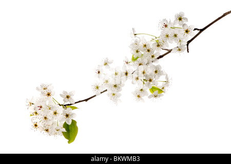 fleurs de printemps Banque D'Images