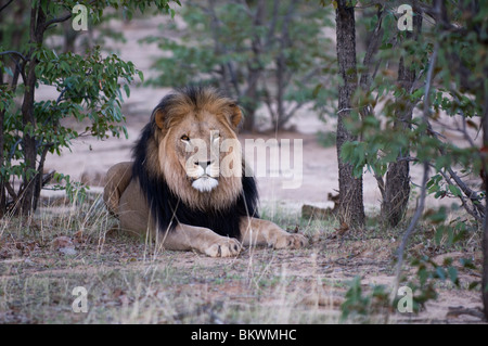 La crinière d'un lion noir, Hobatere, Damaraland, région de Kunene, en Namibie. Banque D'Images