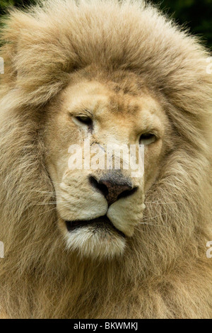 White Lion, zoo de Beauval Banque D'Images