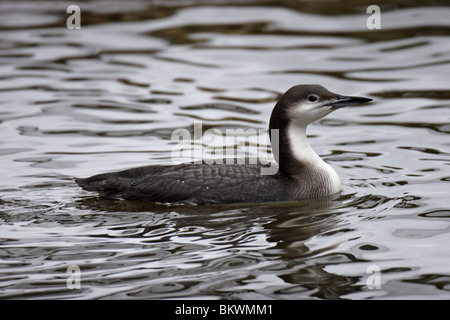 Prachttaucher,jiujitsu, plongée, Gavia arctica à gorge noire,,, Loon Banque D'Images