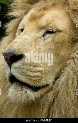 White Lion, zoo de Beauval Banque D'Images