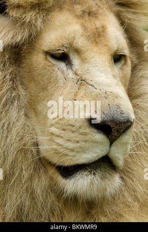 White Lion, zoo de Beauval Banque D'Images