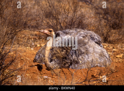 L'autruche somalienne femelle assis sur les œufs en nichent dans la réserve nationale de Samburu, Kenya Afrique de l'Est Banque D'Images