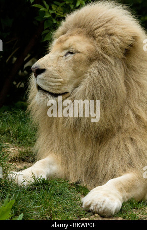 White Lion, zoo de Beauval Banque D'Images