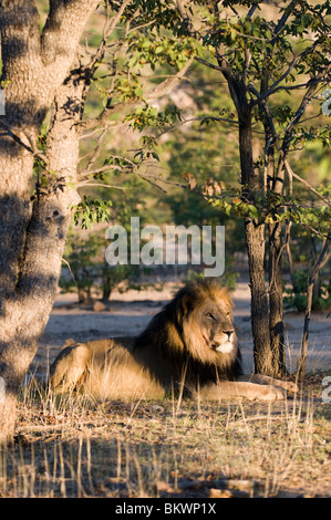 La crinière d'un lion noir, Hobatere, Damaraland, région de Kunene, en Namibie. Banque D'Images