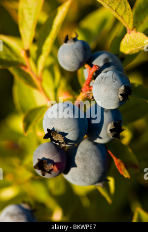 Les bleuets mûrs sur une colline à Alton, New Hampshire. Banque D'Images