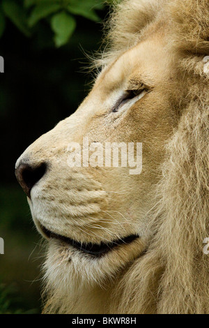 White Lion, zoo de Beauval Banque D'Images