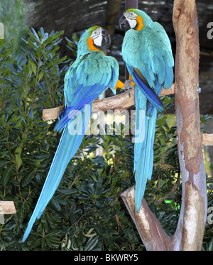 Ara bleu et jaune oiseau couple in love Banque D'Images