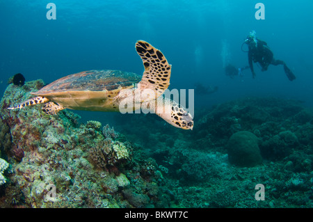 La tortue imbriquée, Eretmochelys imbricata, natation, les plongeurs en regardant en arrière-plan, Layang Layang, Sabah, Malaisie, Bornéo Banque D'Images