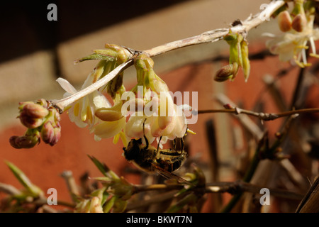 Fly Honeysuckle lonicera xylosteum, Banque D'Images