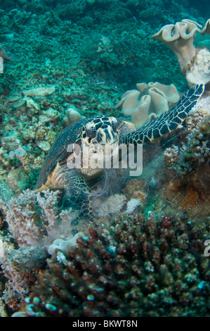 La tortue imbriquée, Eretmochelys imbricata, manger une méduse, Layang Layang, Sabah, Malaisie, Bornéo Banque D'Images