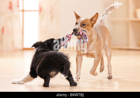 Jeune chien de bétail australien et chiot Border Collie jouant avec une corde Banque D'Images