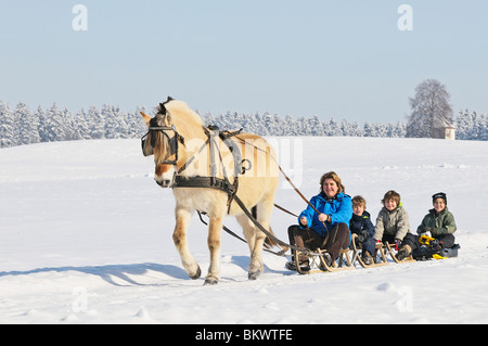 Norwegian Fjord Horse traîneaux dessin Banque D'Images