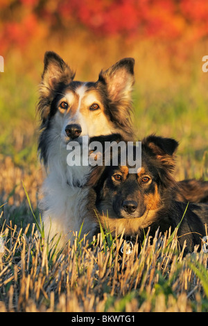 Chien Berger Australien chien Colley à poil long meadow couché Banque D'Images