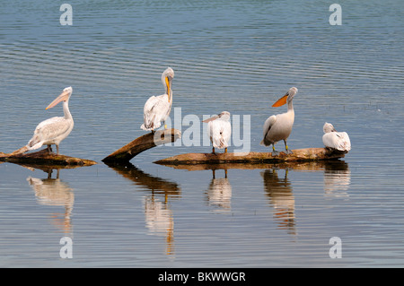 Les pélicans dalmates / Pelecanus crispus Banque D'Images