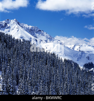 Couvert de neige arbres et montagnes de San Juan près de Telluride, Colorado, USA Banque D'Images