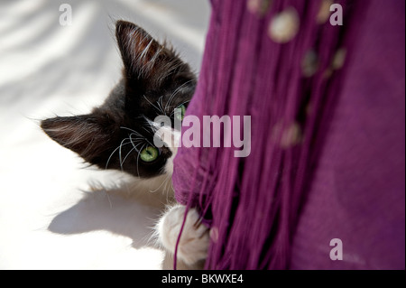 Chat domestique chaton rideau derrière Banque D'Images