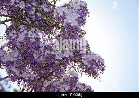 La glycine de Chine est un genre de plantes de la famille des pois Banque D'Images