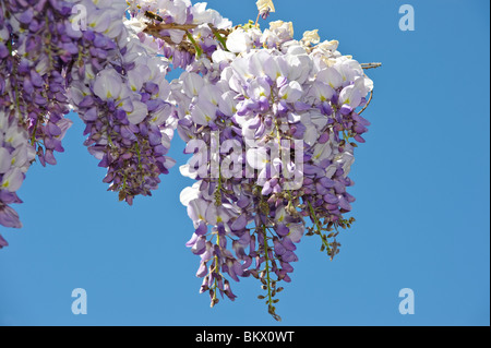 La glycine de Chine est un genre de plantes de la famille des pois Banque D'Images