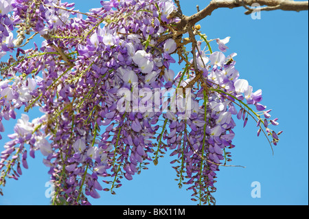 La glycine de Chine est un genre de plantes de la famille des pois Banque D'Images