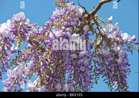 La glycine de Chine est un genre de plantes de la famille des pois Banque D'Images
