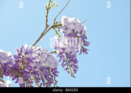 La glycine de Chine est un genre de plantes de la famille des pois Banque D'Images