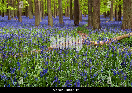 Dockey jacinthes des bois,Ringshall Banque D'Images