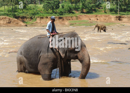 Orphelinat Pinnawala elephant Sri Lanka Banque D'Images