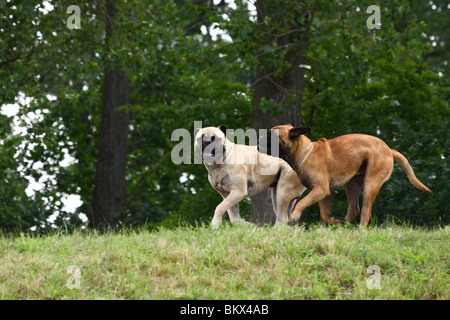 Bullmastiffs Banque D'Images