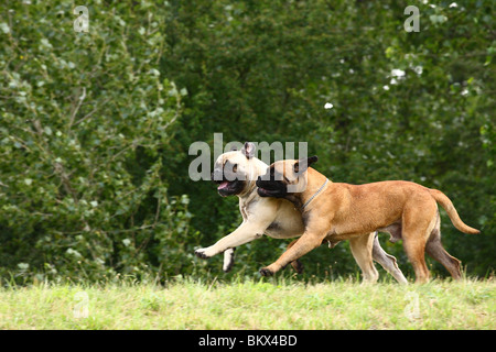 Bullmastiffs Banque D'Images